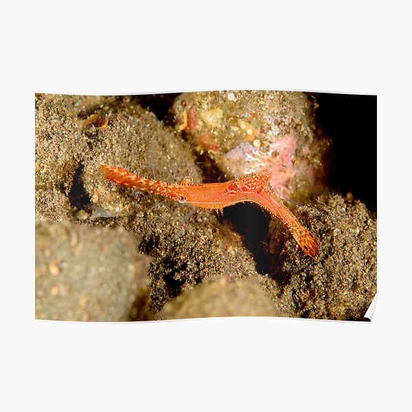Donald Duck shrimp - Leander plumosus Poster