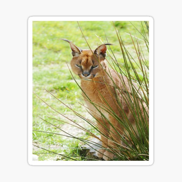 Caracal Stickers Redbubble