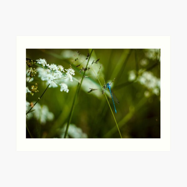 Polish Dragonfly in the Grass Art Print