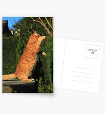 Tai chi cat Postcards