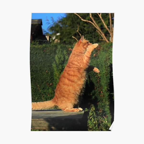 Tai chi cat Poster