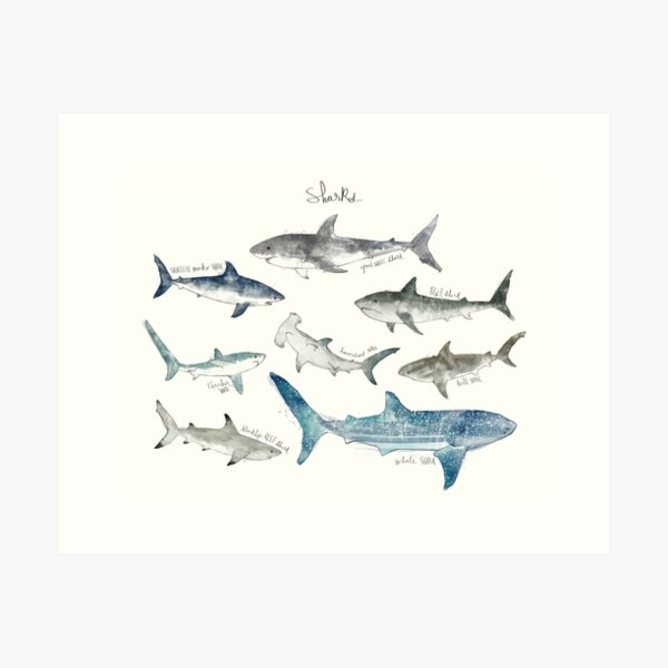 Sharks - Landscape Format Art Print