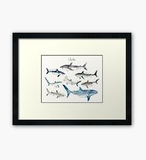 Sharks - Landscape Format Framed Print