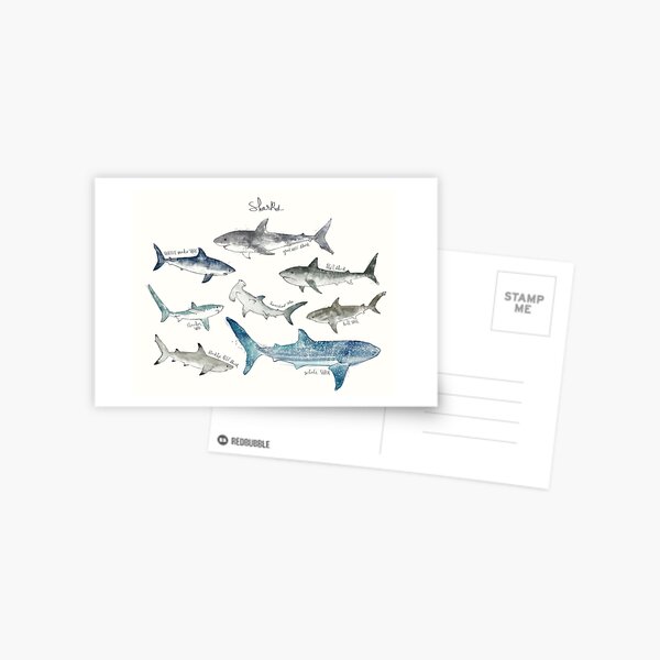 Sharks - Landscape Format Postcard