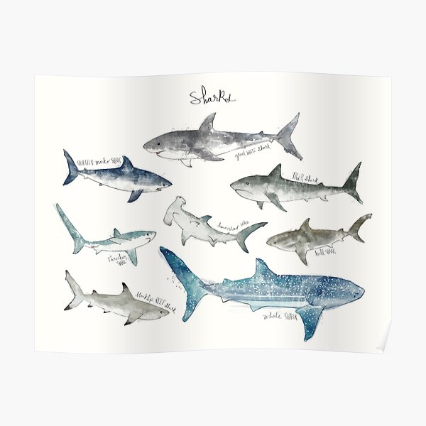 Sharks - Landscape Format Poster