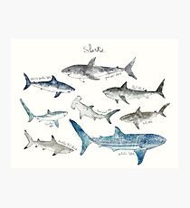 Lámina fotográfica Tiburones - Formato del paisaje