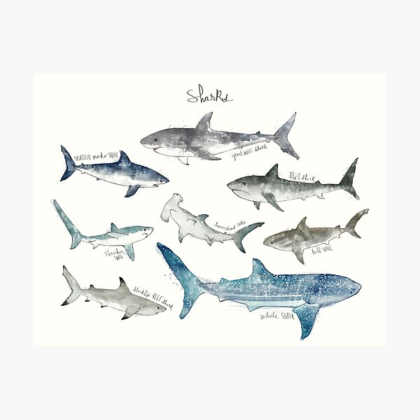 Tiger Shark  Poster for Sale by Heathermarie321