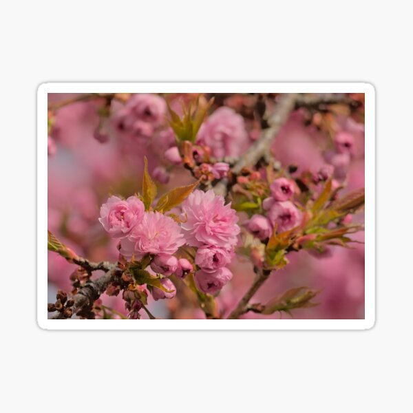 Item preview, Blossoms of a japanese cherry tree designed and sold by xophotography.