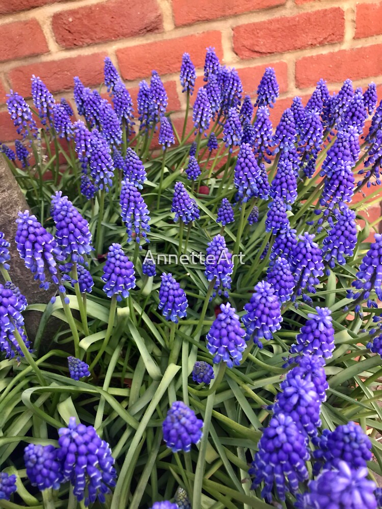 Blue spring flowers against red brickwall by AnnetteArt