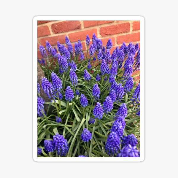 Item preview, Blue spring flowers against red brickwall designed and sold by AnnetteArt.