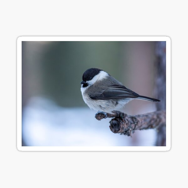 Artikel-Vorschau von Marsh Tit, designt und verkauft von pietrofoto.