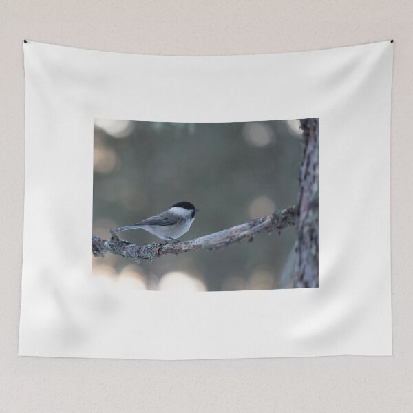 Item preview, Marsh tit designed and sold by pietrofoto.