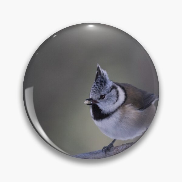 Item preview, Great crested tit designed and sold by pietrofoto.
