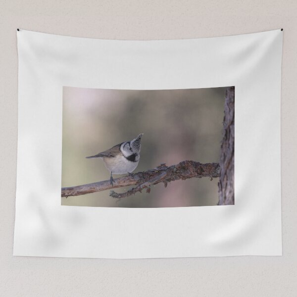 Item preview, Great crested tit designed and sold by pietrofoto.