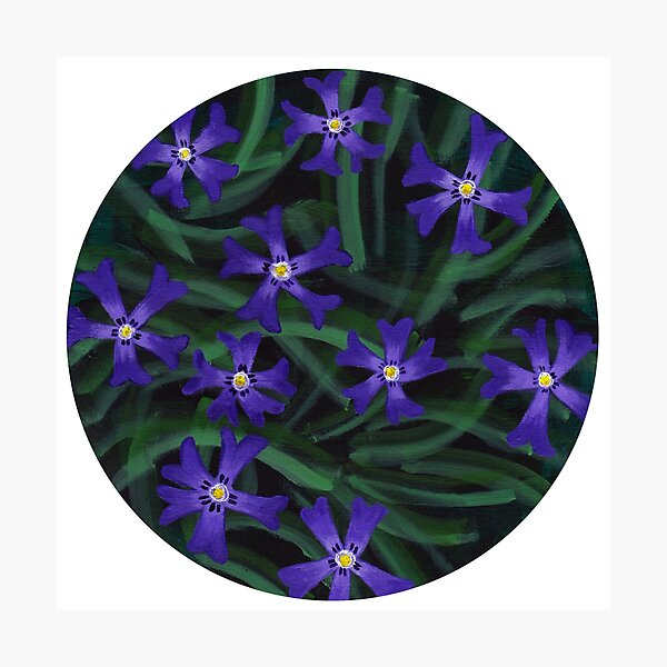 Phlox - cottage garden flowers Photographic Print