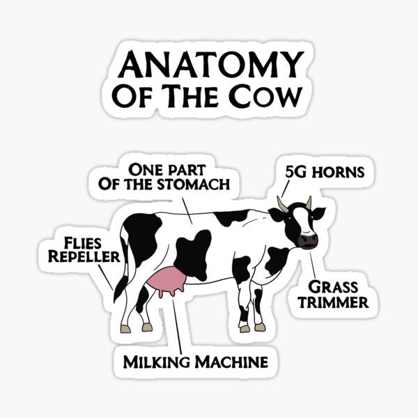Vista previa del artículo con la obra «Anatomía de la vaca», diseñado y vendido por LesSketches.