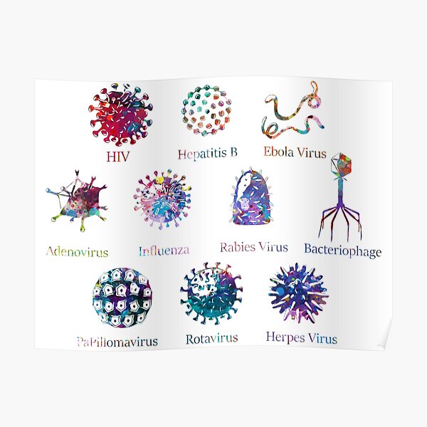 Diagram of Different Virus Kinds Poster