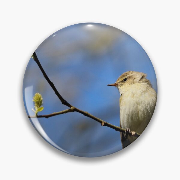 Item preview, Chiff Chaff posing in the sunshine designed and sold by Dorothy Thomson.