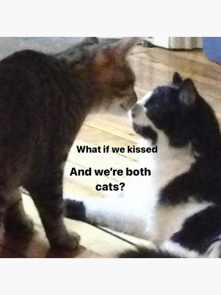 What if we kissed and we're both cats? kissing cat meme