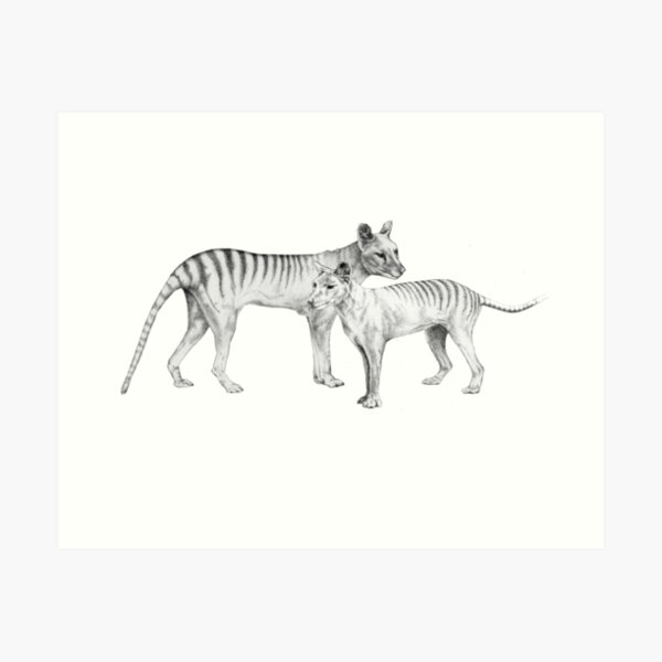Item preview, Thylacine Pair  - Tasmanian Tiger designed and sold by EileenWorssam7.