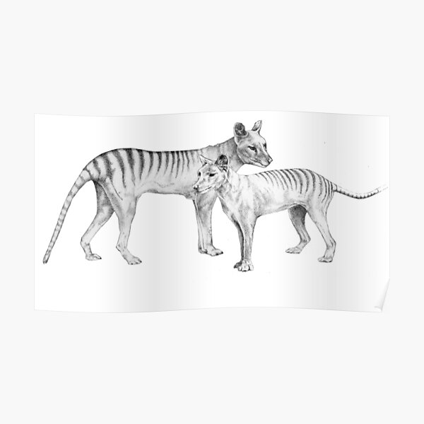 Thylacine Pair - Tasmanian Tiger Poster
