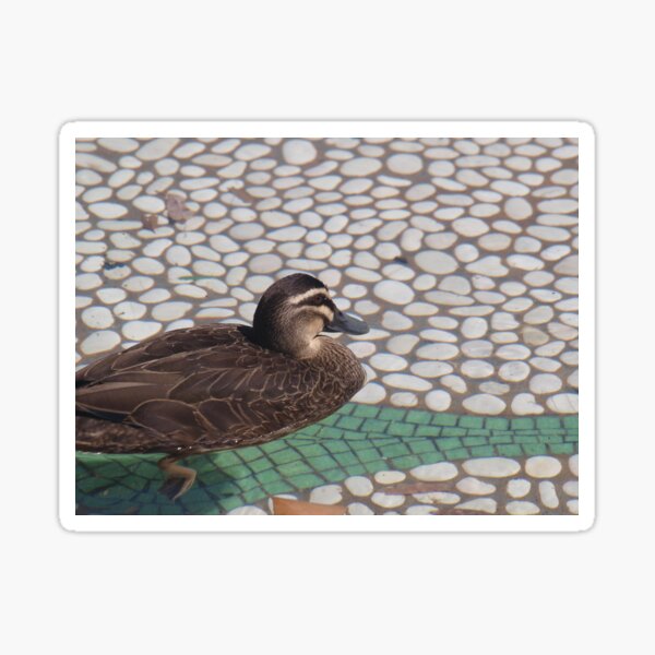 Item preview, duck designed and sold by sharon Wingard.