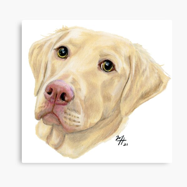 Dudley Labrador Retriever Canvas Print