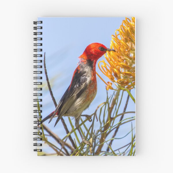 Item preview, Scarlet Honeyeater designed and sold by bidkev1.