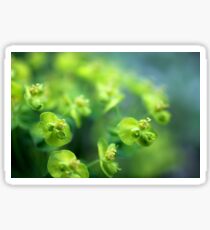 Euphorbia Sticker