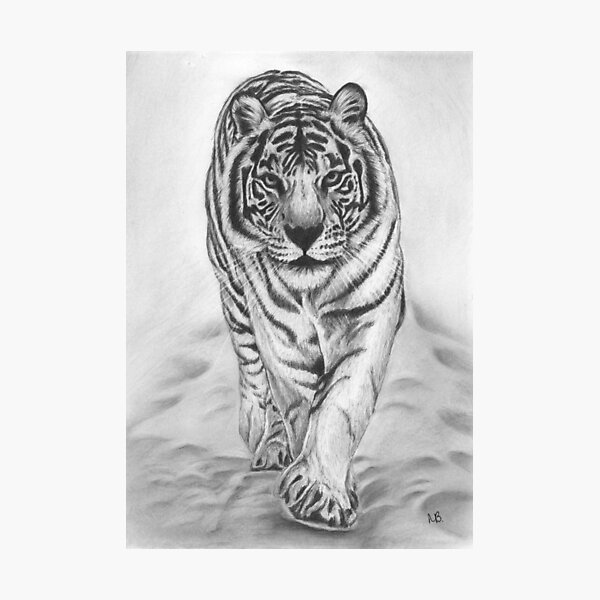 White Tiger Photographic Print