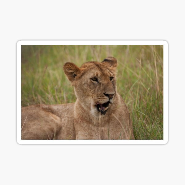 Item preview, The Lioness designed and sold by StephenJSmith.