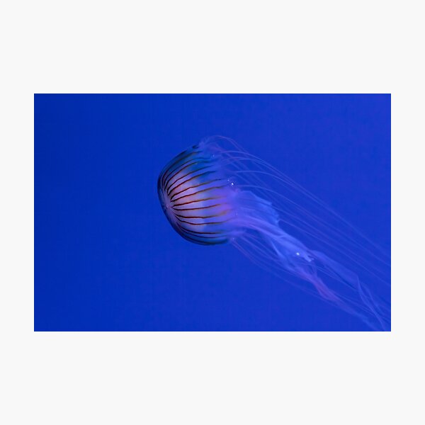 Jellyfish Photographic Print