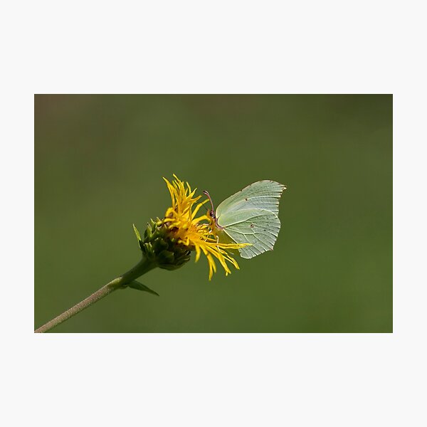 Common brimstone butterfly Photographic Print