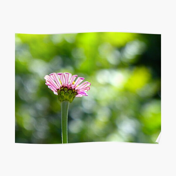 New Pink Zinnia Poster