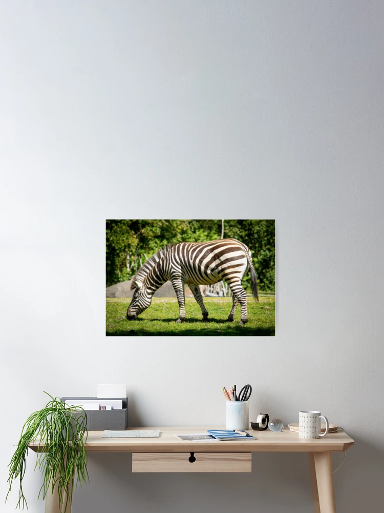 Thumbnail 2 of 3, Poster, Zebra designed and sold by RandyHume.