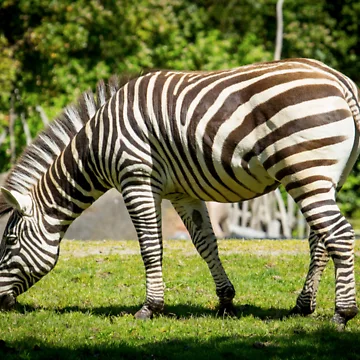 Artwork thumbnail, Zebra by RandyHume