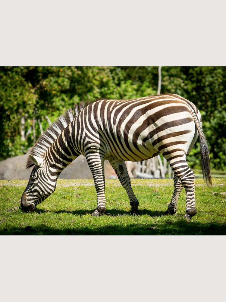 Thumbnail 6 von 6, Premium Oversized Pullover, Zebra designt und verkauft von RandyHume.
