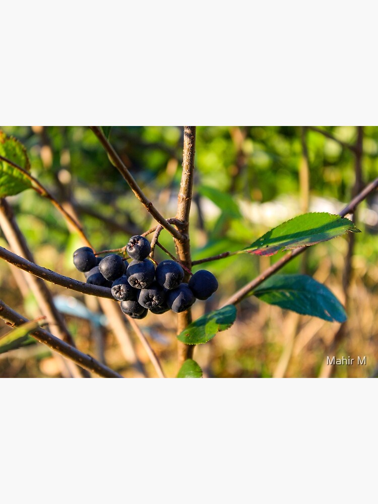Discover Aronia berries Premium Matte Vertical Poster