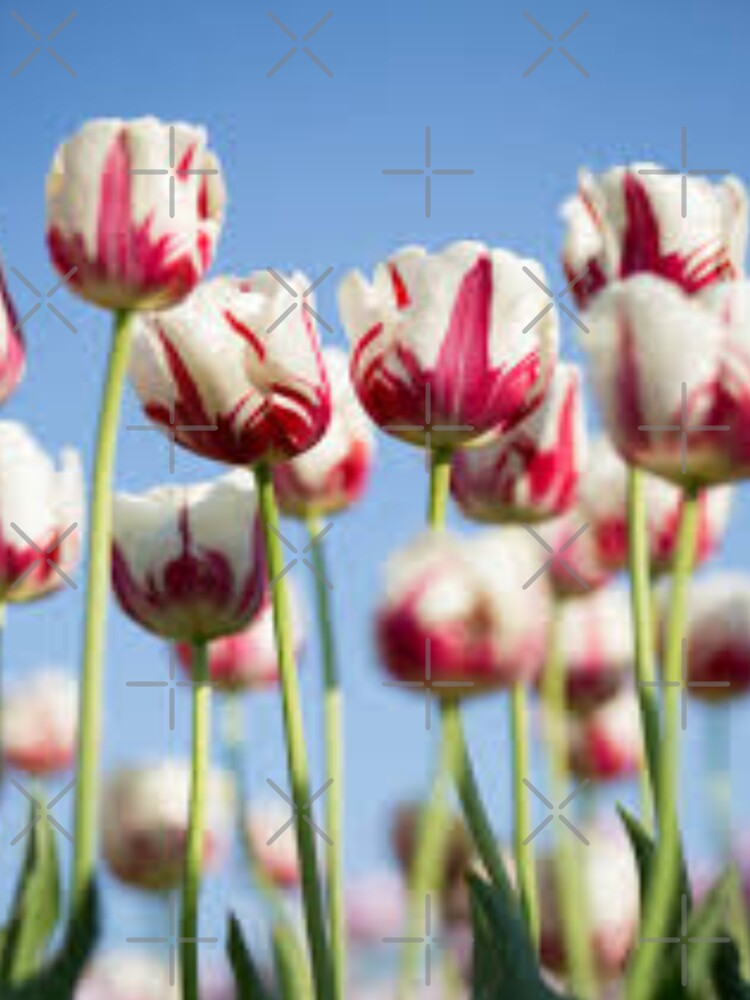 lovely red and white tulips