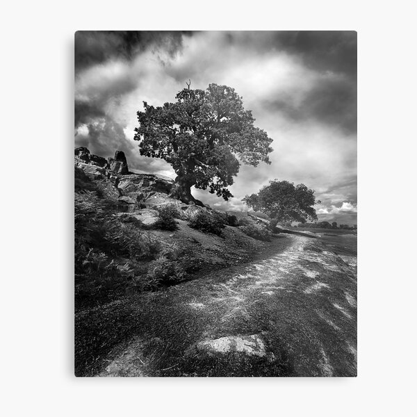 Walk This Way Metal Print
