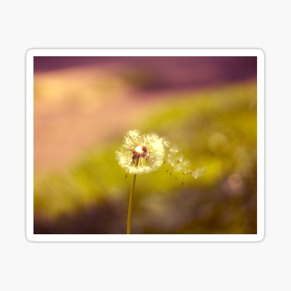Dandelion in the wind Sticker