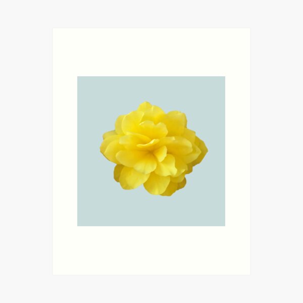Item preview, Yellow Double Begonia Close-up on Pale Aqua designed and sold by InalterataArt.