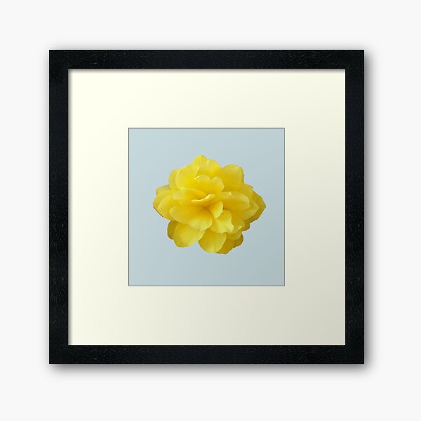 Item preview, Yellow Double Begonia Close-up on Pale Aqua designed and sold by InalterataArt.