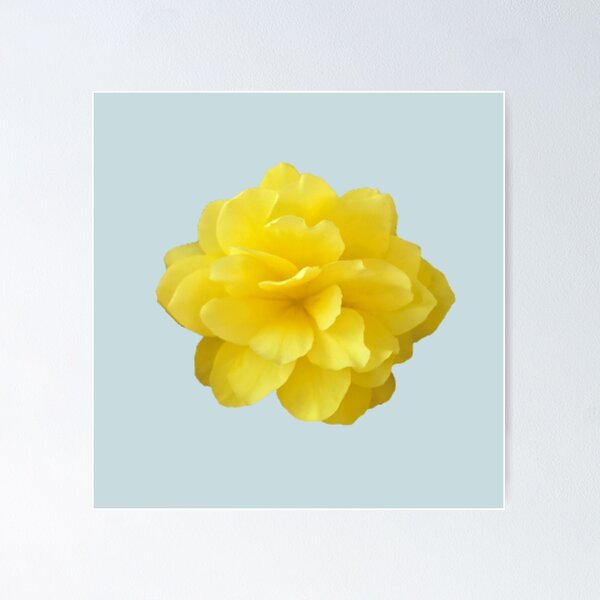 Item preview, Yellow Double Begonia Close-up on Pale Aqua designed and sold by InalterataArt.