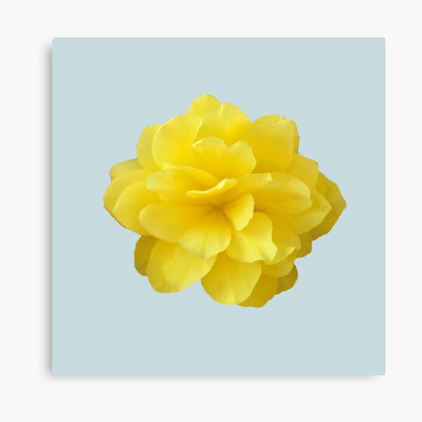 Item preview, Yellow Double Begonia Close-up on Pale Aqua designed and sold by InalterataArt.