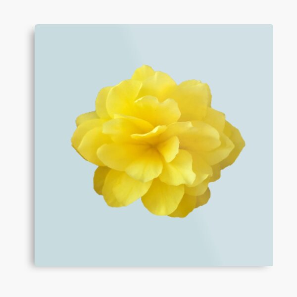 Item preview, Yellow Double Begonia Close-up on Pale Aqua designed and sold by InalterataArt.