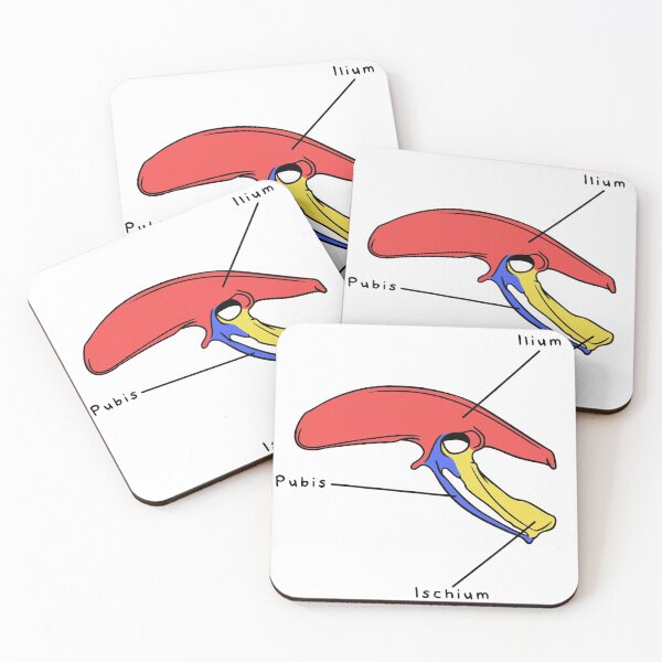 Item preview, Gallus Pelvis (Colored & Labeled) designed and sold by peltigaan.