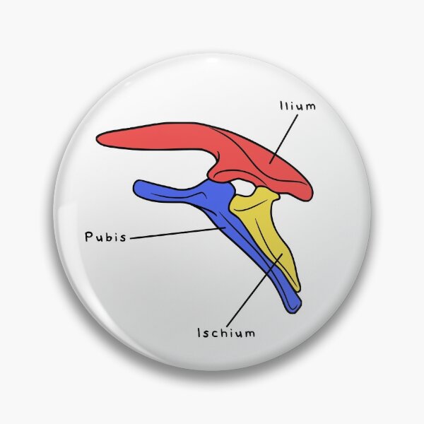 Item preview, Stegosaurus Pelvis (Colored & Labeled) designed and sold by peltigaan.