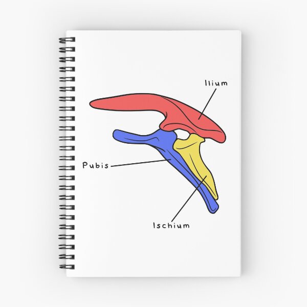 Item preview, Stegosaurus Pelvis (Colored & Labeled) designed and sold by peltigaan.