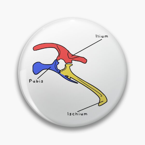 Item preview, Triceratops Pelvis (Colored & Labeled) designed and sold by peltigaan.